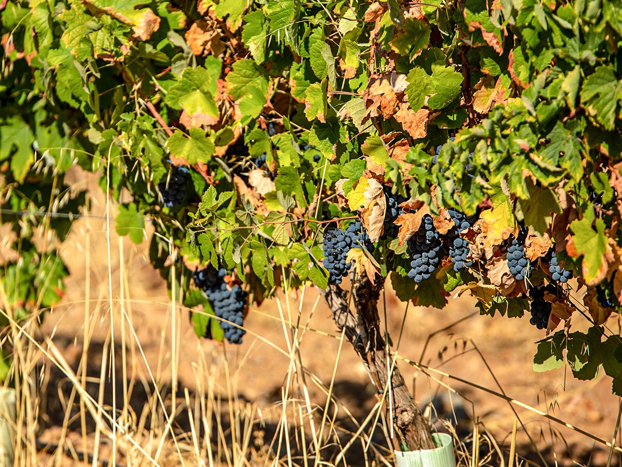 Vários cachos de uvas pretas maduras penduradas na videira verdinha da vinha em campo com capim amarelo e seco.